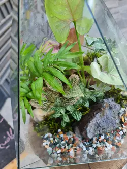 تراریوم چند وجهی کد 542 - گل فروشی آنلاین رزگاردن