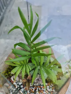 تراریوم چند وجهی کد 541 - گل فروشی آنلاین رزگاردن