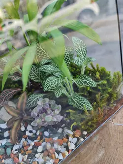 تراریوم چند وجهی کد 541 - گل فروشی آنلاین رزگاردن