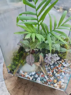 تراریوم چند وجهی کد 541 - گل فروشی آنلاین رزگاردن