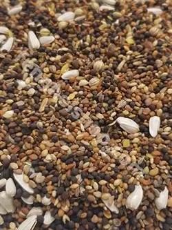 هفت تخم پرندگان و طوطی سانان برند هلسی healthy