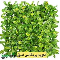 دیوار سبز آکوبا پرتقالی ابلق