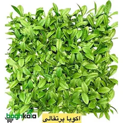 دیوار سبز آکوبا پرتقالی