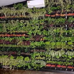 گلدان دیوار سبز (6 عدد)