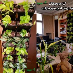 گلدان دیوار سبز (6 عدد)