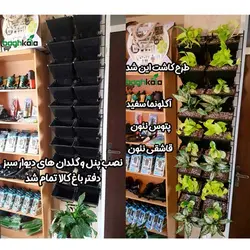 گلدان دیوار سبز (6 عدد)