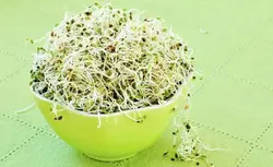 جوانه آلفا خانگی 100گرم (کپی)
