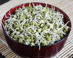 جوانه ماش خانگی 110گرم (کپی)
