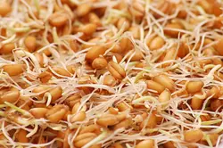 جوانه گندم خانکی110گرم (کپی)