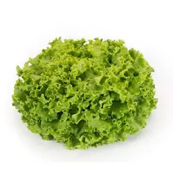 کاهو پاتاویا بسته بندی و ریش ریش شده مزرعه انیک