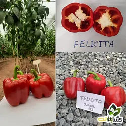 بذر فلفل گلخانه ای فلیسیتی