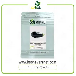 بذر بادمجان دلمه ربلیون