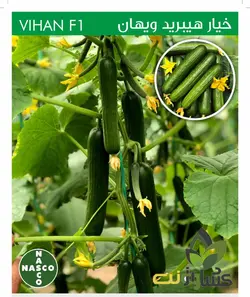 بذر خیار گلخانه ای ویهان