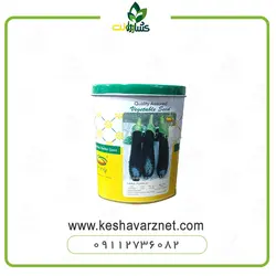 بذر بادمجان راین قلمی و پربار