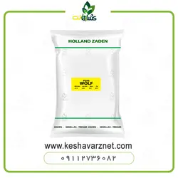 بذر نخود فرنگی هلند زادن