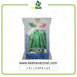 بذر نخود فرنگی دو منظوره ایتالیایی و طرز کاشت نخود فرنگی