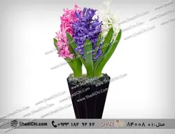 گل سنبل برای سال نو