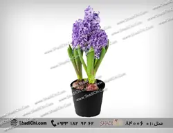 گل سنبل برای عید