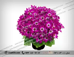 گل سینره برای عید