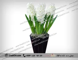 سنبل سفید برای عید نوروز