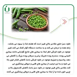 بذر نخود فرنگی واریته آمباداتور آمریکا