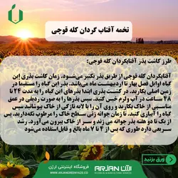 بذر تخمه آفتاب گردان ( کله قوچی )