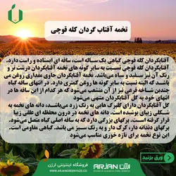 بذر تخمه آفتاب گردان ( کله قوچی )