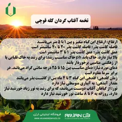 بذر تخمه آفتاب گردان ( کله قوچی )