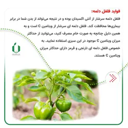 بذر فلفل دلمه کالیفرنیا ( قوطی 100 گرمی )