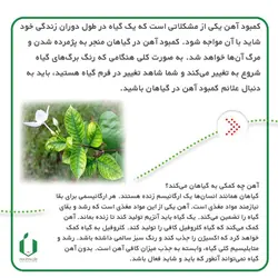 کود آهن فری شل 6% پودری | ارژن گرین، ابزارآلات باغبانی