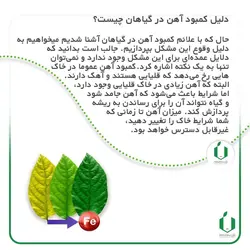 کود آهن فری شل 6% پودری | ارژن گرین، ابزارآلات باغبانی