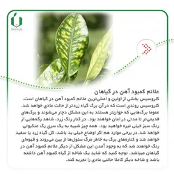 کود آهن فری شل 6% پودری | ارژن گرین، ابزارآلات باغبانی