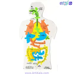 پازل فومی بدن انسان | آرتی کالا