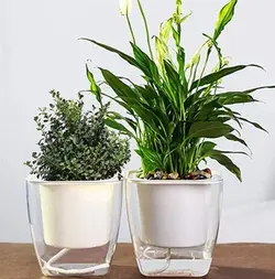 گلدان خودآبیار اکواریومی