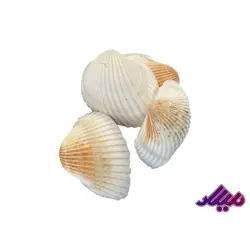 صدف کد 1170022 - گروه هنری میلاد