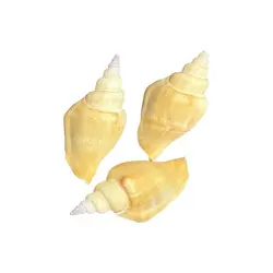 صدف کد 1170021 - گروه هنری میلاد