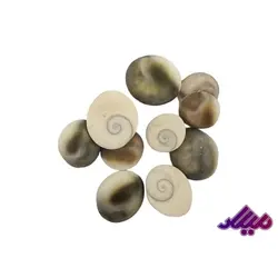 صدف کد 1170016 - گروه هنری میلاد