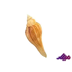 صدف کد 1170011 - گروه هنری میلاد