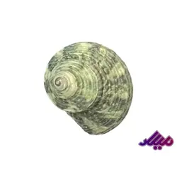 صدف کد 1170008 - گروه هنری میلاد