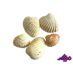 صدف کفه ای خط دار عمیق کد 1170084 - گروه هنری میلاد