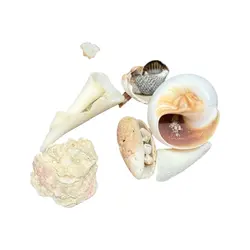 صدف مخلوط رنگی کد 1170079 - گروه هنری میلاد