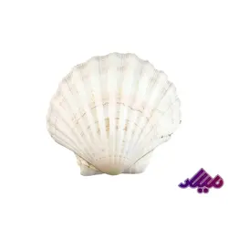 صدف کد 1170060 - گروه هنری میلاد