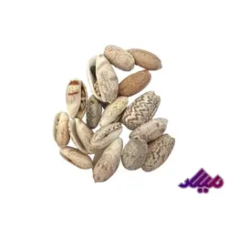 صدف کد 1170055 - گروه هنری میلاد