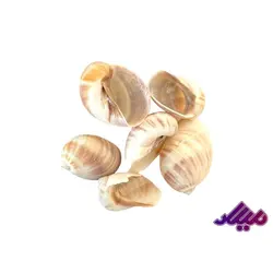 صدف کد 1170052 - گروه هنری میلاد