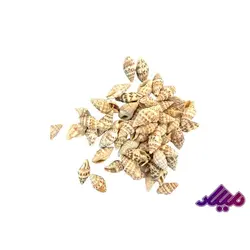 صدف کد 1170048 - گروه هنری میلاد