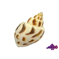 صدف کد 1170043 - گروه هنری میلاد