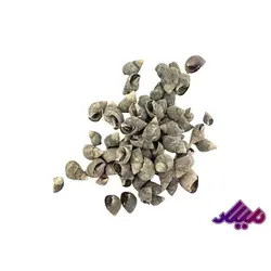 صدف کد 1170027 - گروه هنری میلاد