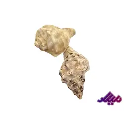 صدف کد 1170030 - گروه هنری میلاد