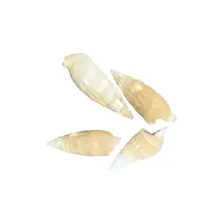 صدف کد 1170002 - گروه هنری میلاد