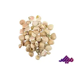 صدف کد 1170073 - گروه هنری میلاد